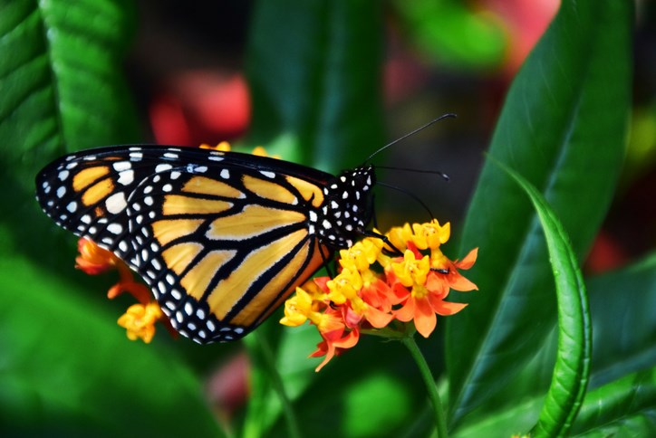 Austin is one of the best places to enjoy the spectacle of the fall migration of millions of beautiful monarch butterflies.