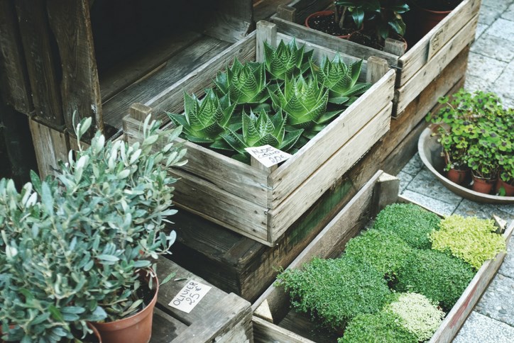 Container-Gardening-Blog-Sweetwater (3).png