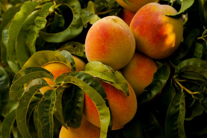 Sweetwater-Texas-Hill-Country-Peaches-Blog-Post.png