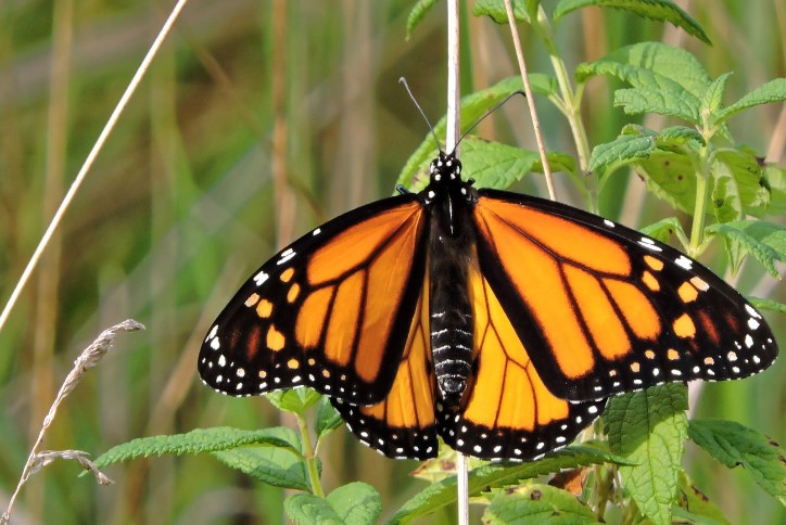 SW-Monarch-Butterfly-Migration-Blog.png