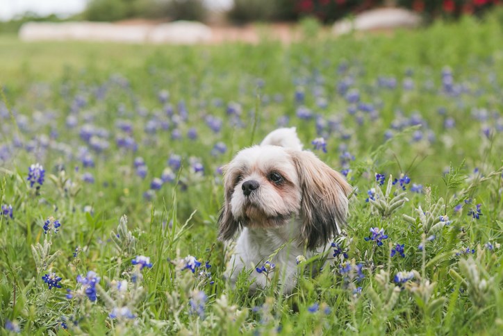 Sweetwater-Wildflower-Photos.png